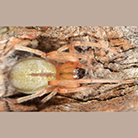 Cheiracanthium aculeatum